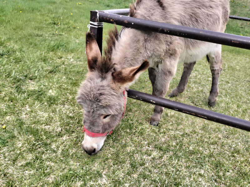 ぺろ👨🏻‍🦲裏神さんのオベリベリ温泉 水光園のサ活写真