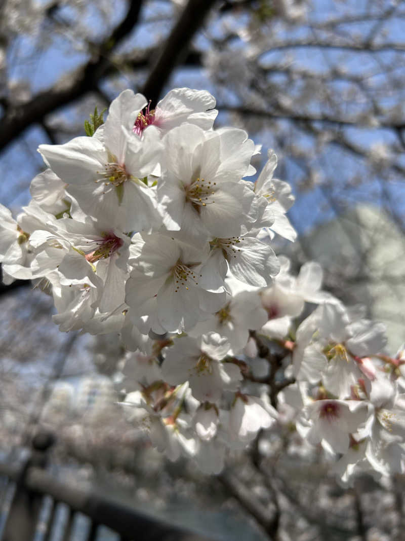 くまこさんのみうら湯 弘明寺店のサ活写真