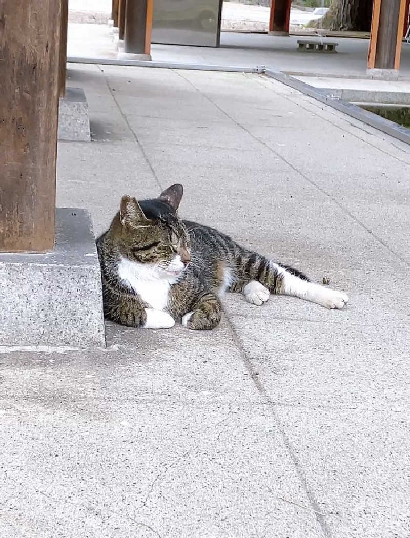 mstshi9さんの辰巳温泉のサ活写真