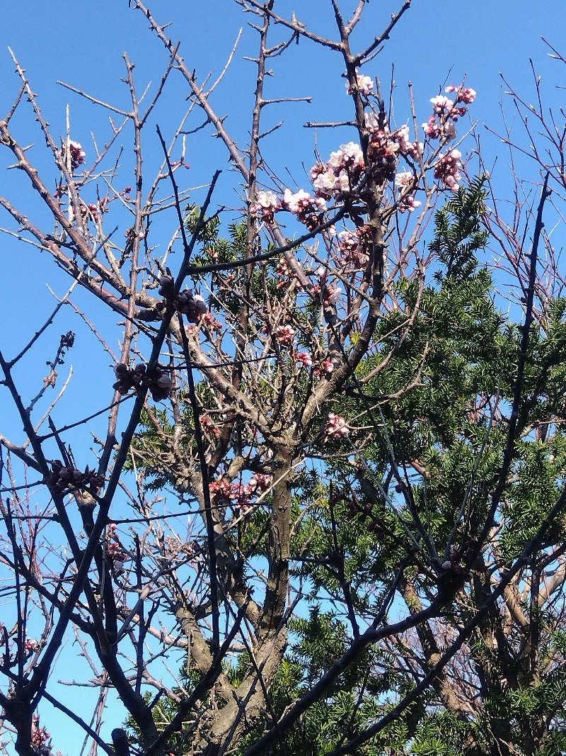 まっちゃんさんのMoruran Saunaのサ活写真