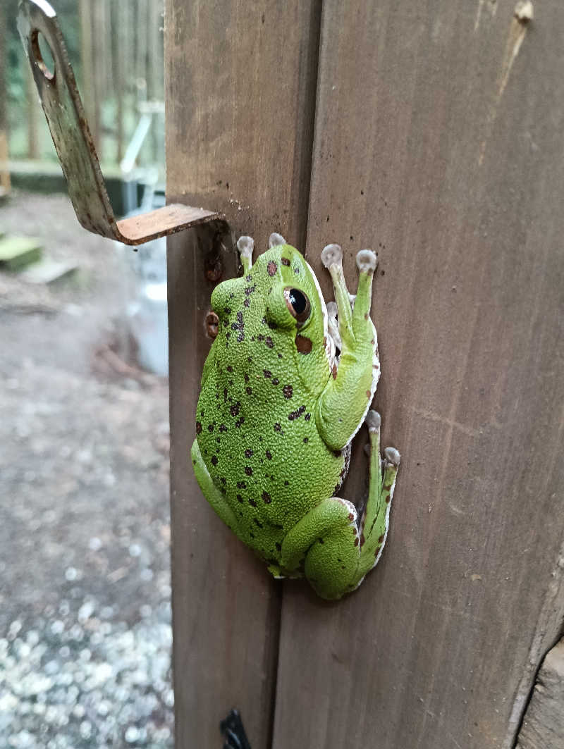 ナンジョーさんのさんかく山 CAMP FIELDのサ活写真