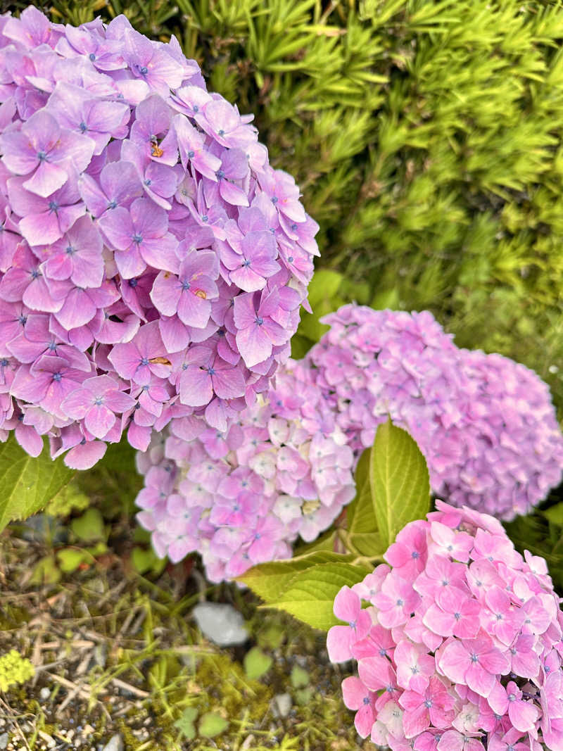 丘サウナ〜ドMさんの田辺温熱保養所のサ活写真