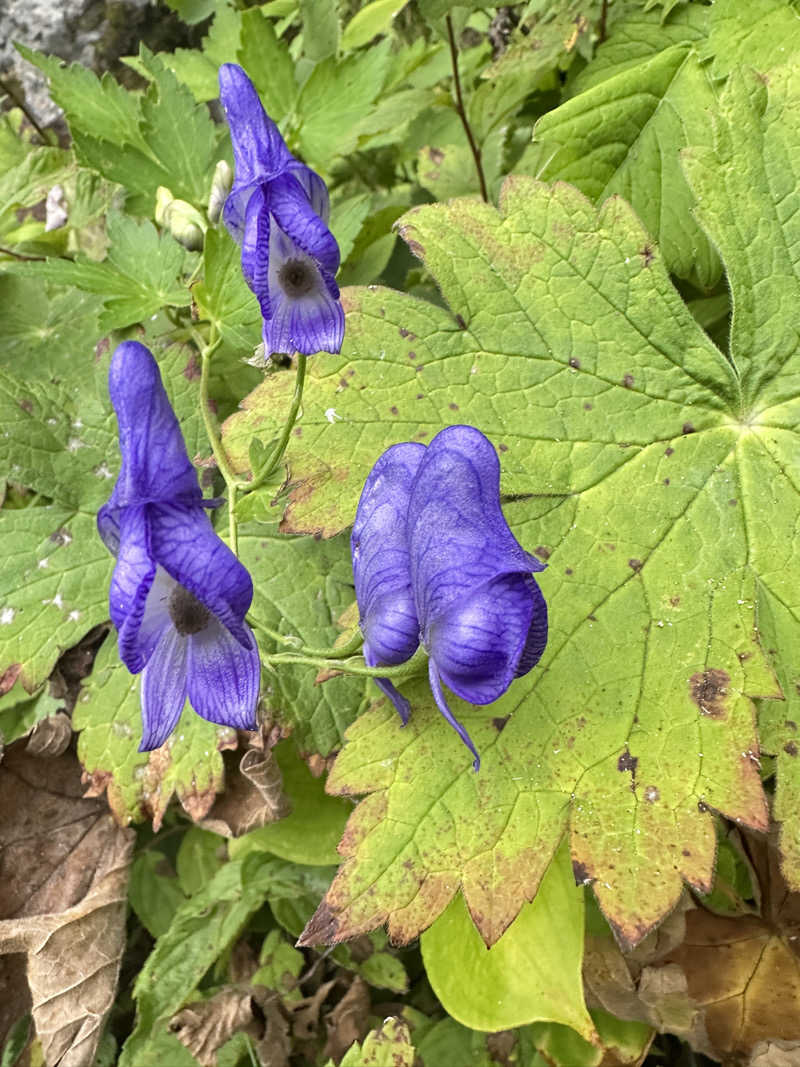 丘サウナ〜ドMさんのThe Saunaのサ活写真