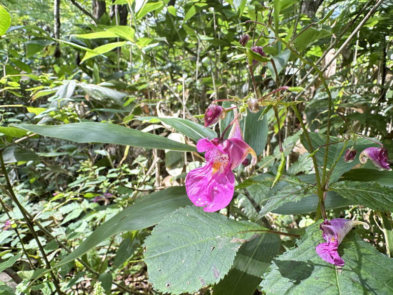 丘サウナ〜ドMさんのThe Saunaのサ活写真