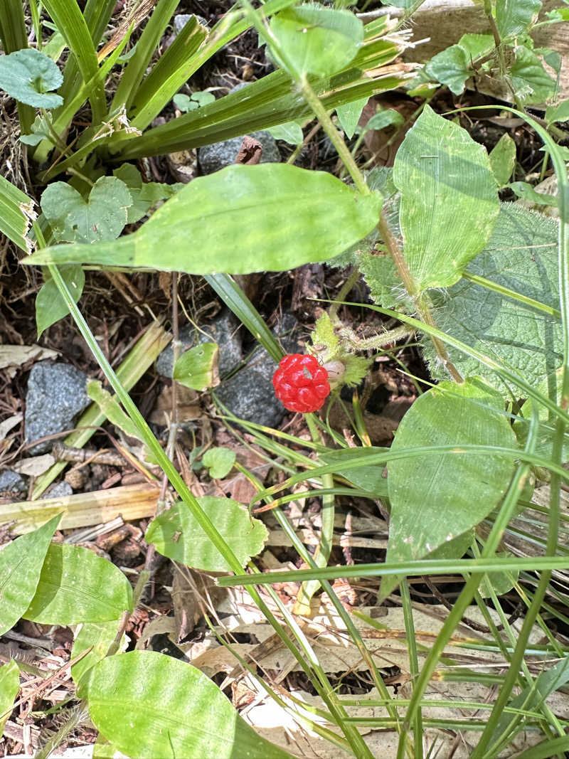 丘サウナ〜ドMさんのThe Saunaのサ活写真