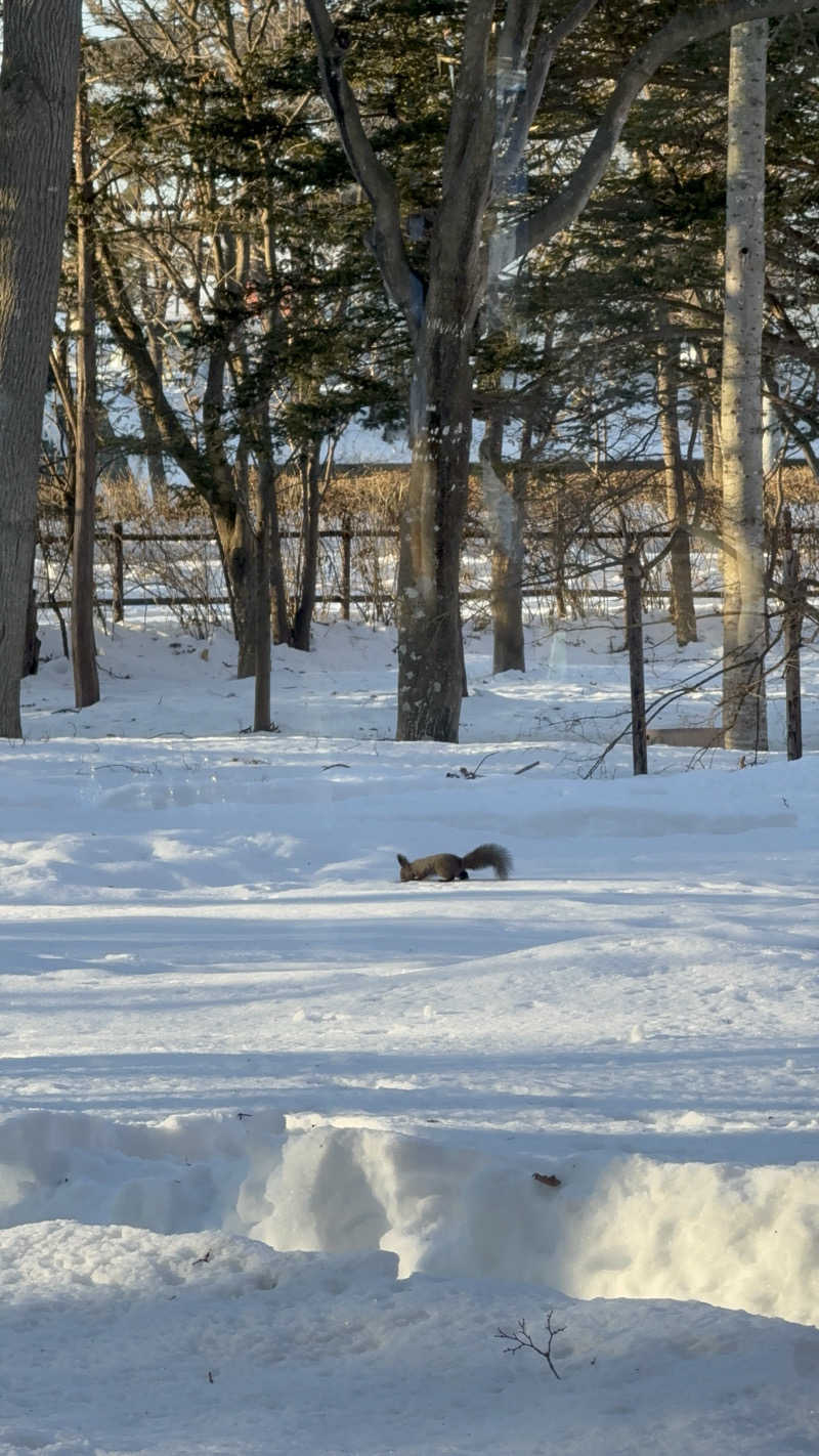 mikiitos. pさんの森のスパリゾート 北海道ホテルのサ活写真