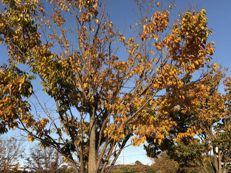 りやんさんのカーブドッチヴィネスパのサ活写真