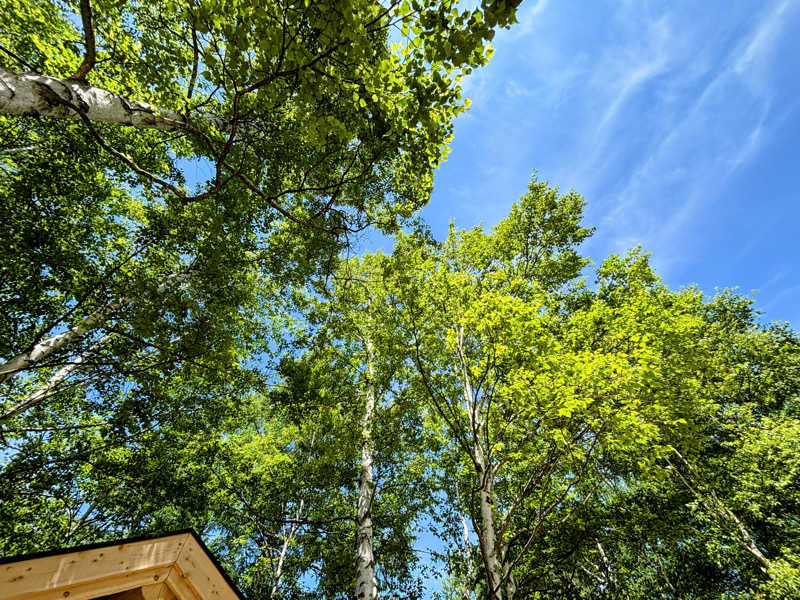 TZさんのSAUNA TEN            "Birch and cloud forest"のサ活写真