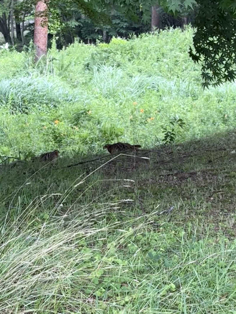 アッシさんのSauna & Spa Green サウナ&スパ グリーン～愛宕山温泉～のサ活写真