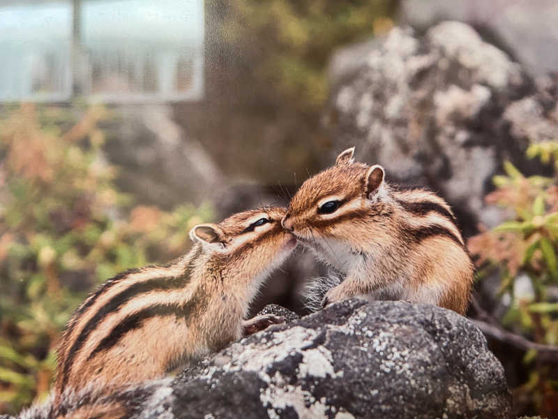 あさんの吹上温泉保養センター 白銀荘のサ活写真
