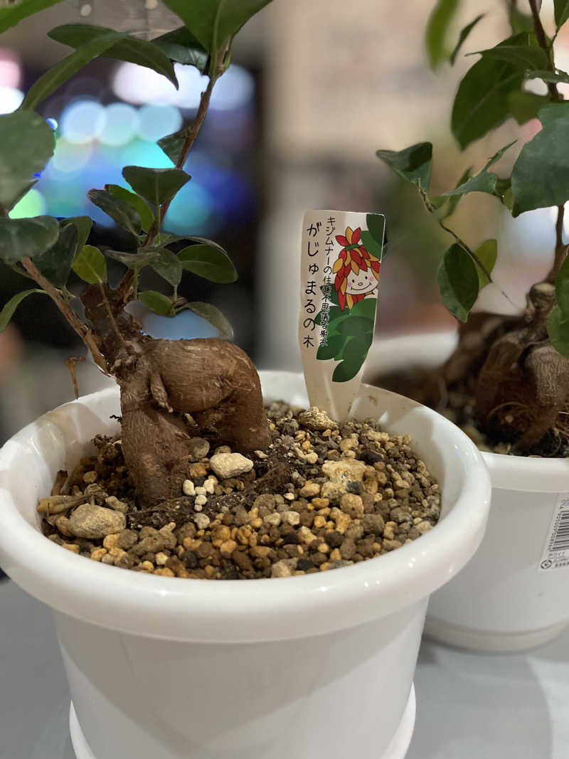 TANACHO 999さんの湯パークレビランドのサ活写真