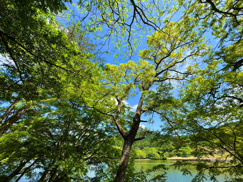 サウナー20230918さんの別府鉄輪温泉やまなみの湯のサ活写真