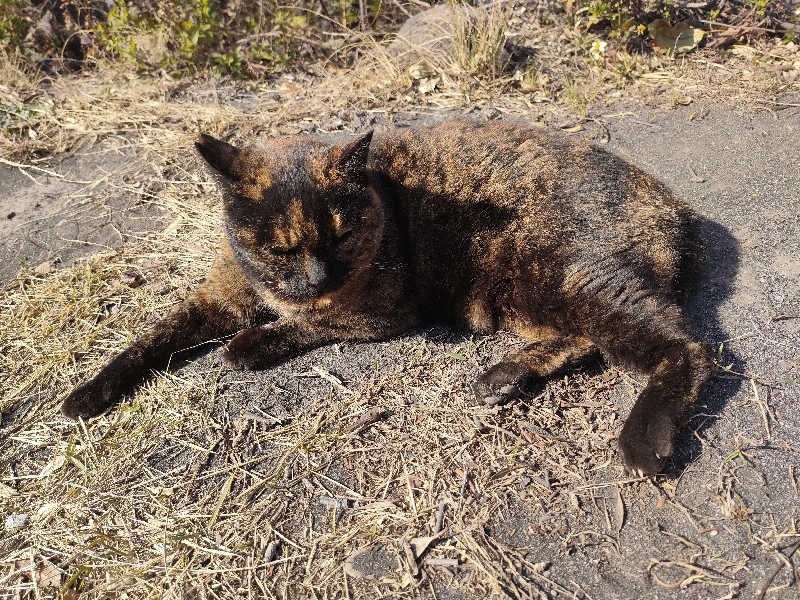 ゆづたれさんの桜島マグマ温泉 国民宿舎 レインボー桜島のサ活写真