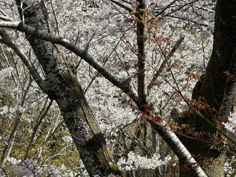 サウナーうーさんの御船山楽園ホテル  らかんの湯のサ活写真