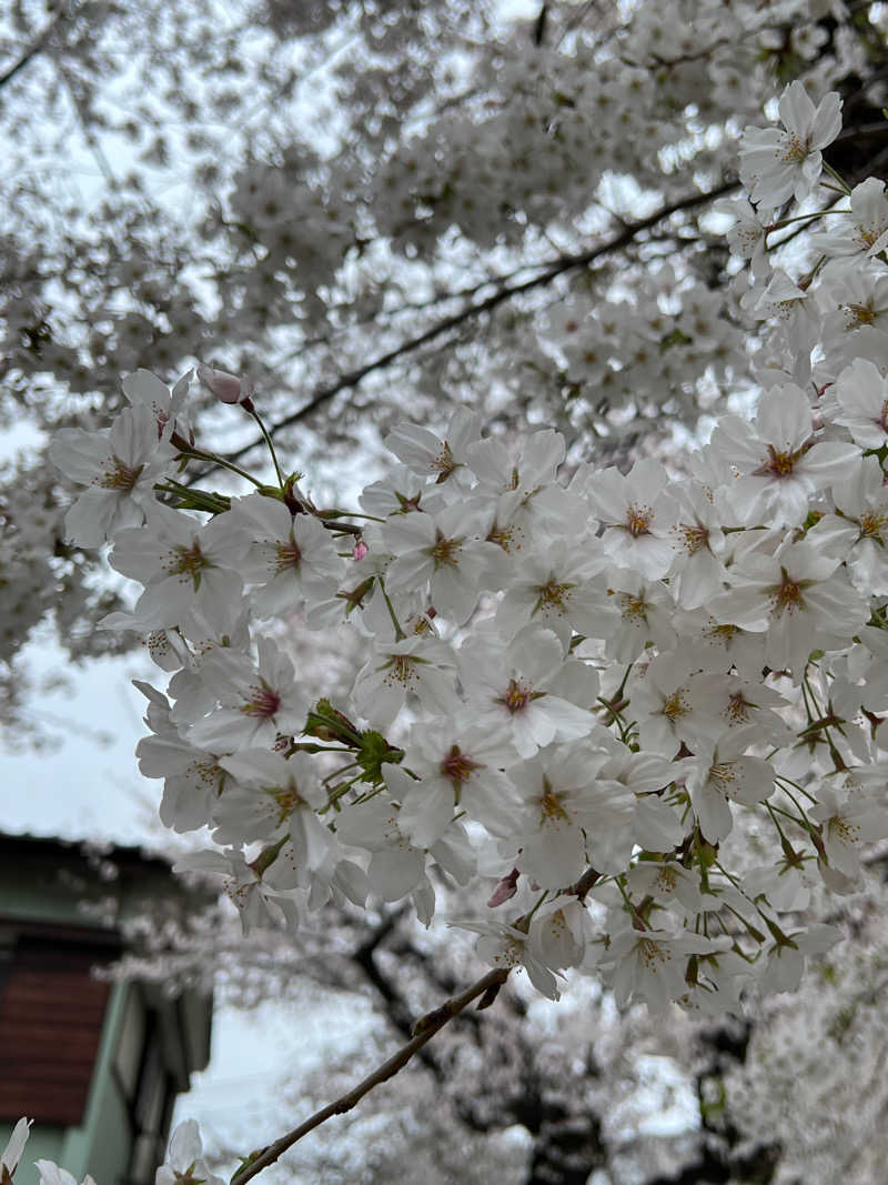 minminさんの東京染井温泉 SAKURAのサ活写真