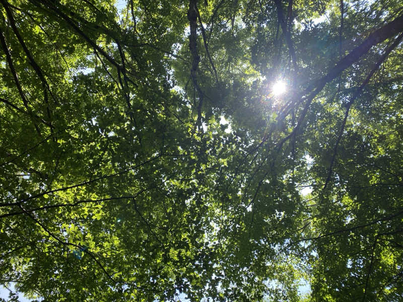 あまみんさんの森のサウナ kaveri(カベリ)-エンゼルフォレスト白河高原のサ活写真