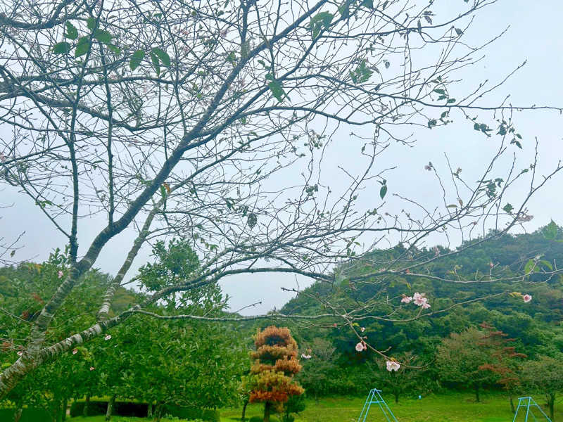 あまみんさんの加護坊温泉 さくらの湯のサ活写真