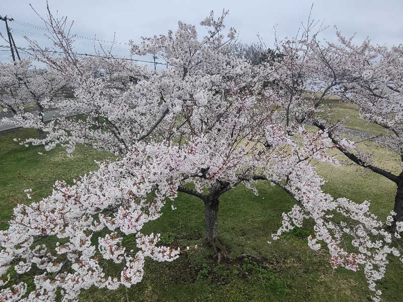 ダビデ象🐘さんの天然温泉まつのゆのサ活写真