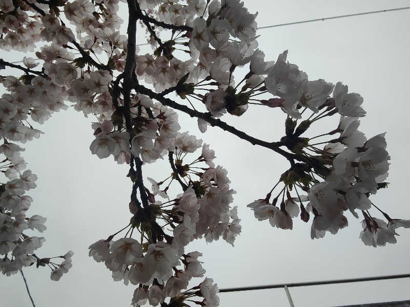 ダビデ象🐘さんの天然温泉まつのゆのサ活写真