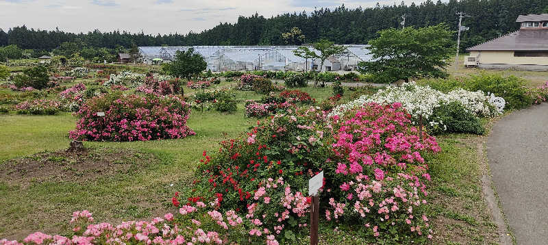 ダビデ象🐘さんの天間林温泉のサ活写真