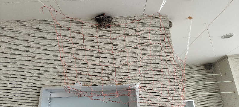 ダビデ象🐘さんの紅葉の湯のサ活写真