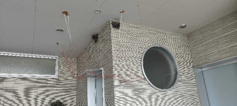 ダビデ象🐘さんの紅葉の湯のサ活写真