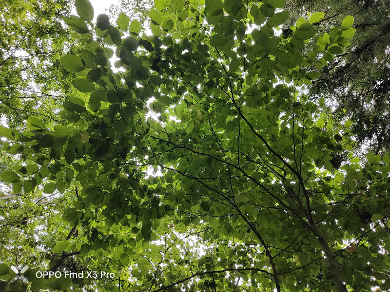 ダビデ象🐘さんの新郷温泉館のサ活写真