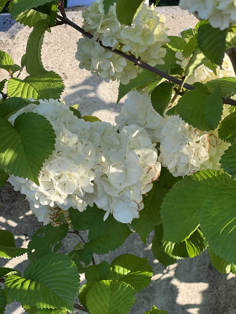 サウナビトさんのスポーツクラブ&サウナスパ ルネサンス 宮崎24のサ活写真