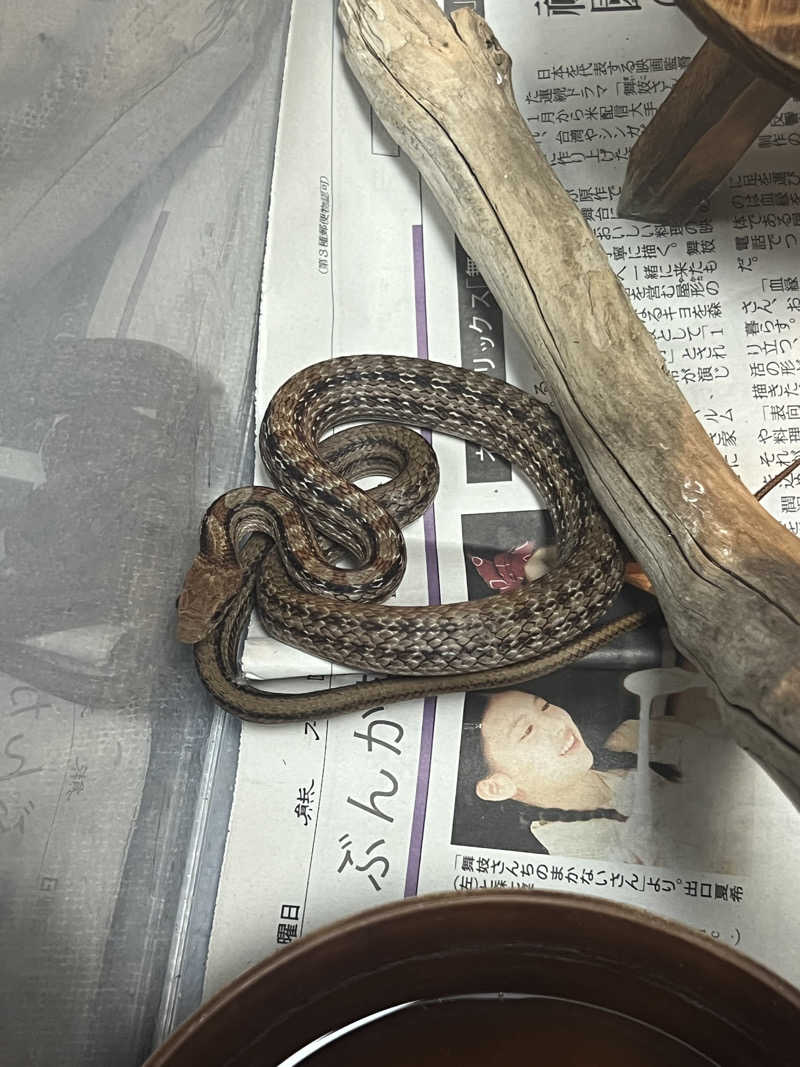 サウナビトさんのたまゆらの湯 (宮崎観光ホテル)のサ活写真