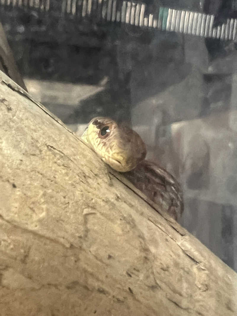 サウナビトさんのたまゆらの湯 (宮崎観光ホテル)のサ活写真