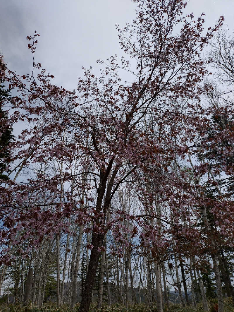 nn13さんの奥屈斜路温泉ランプの宿森つべつのサ活写真