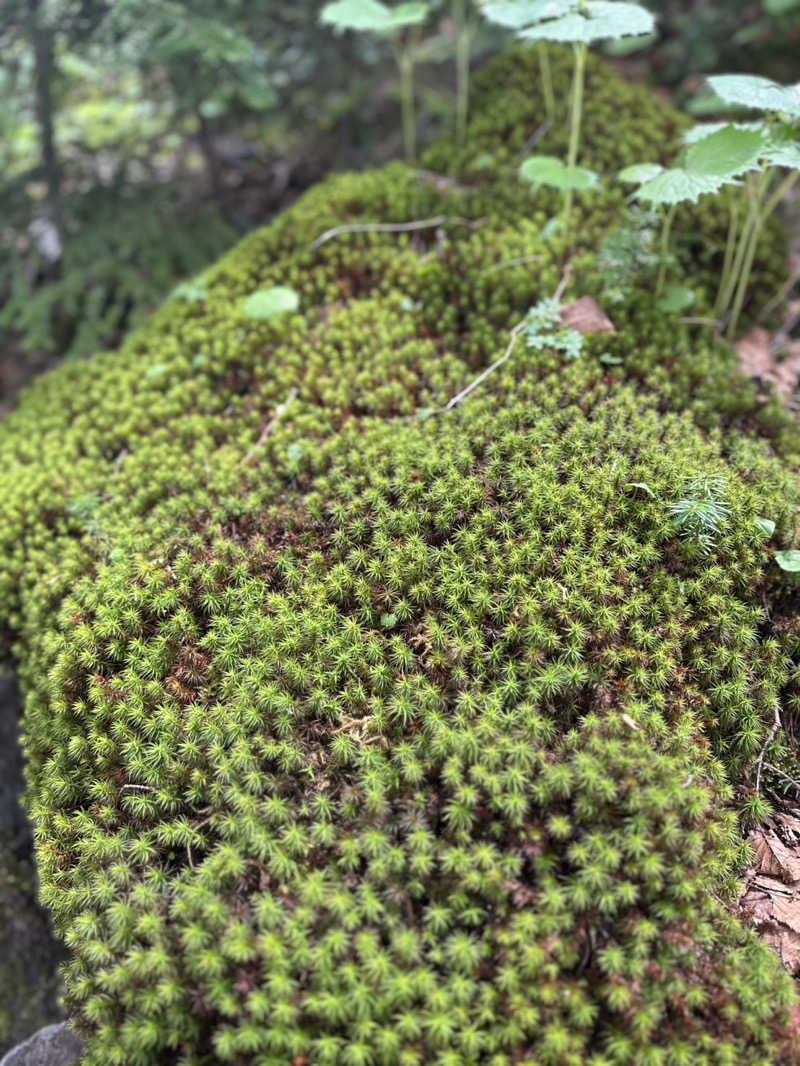 RRRさんの丸沼高原センターステーション座禅温泉のサ活写真