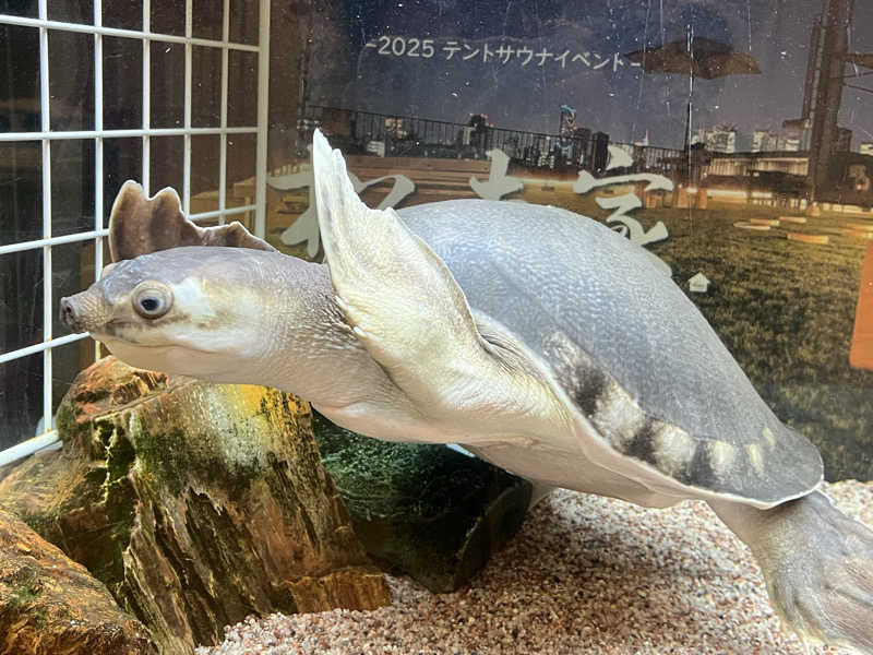 ももねこ^ ̳.  ̫ . ̳^ฅ゛さんの松本湯のサ活写真