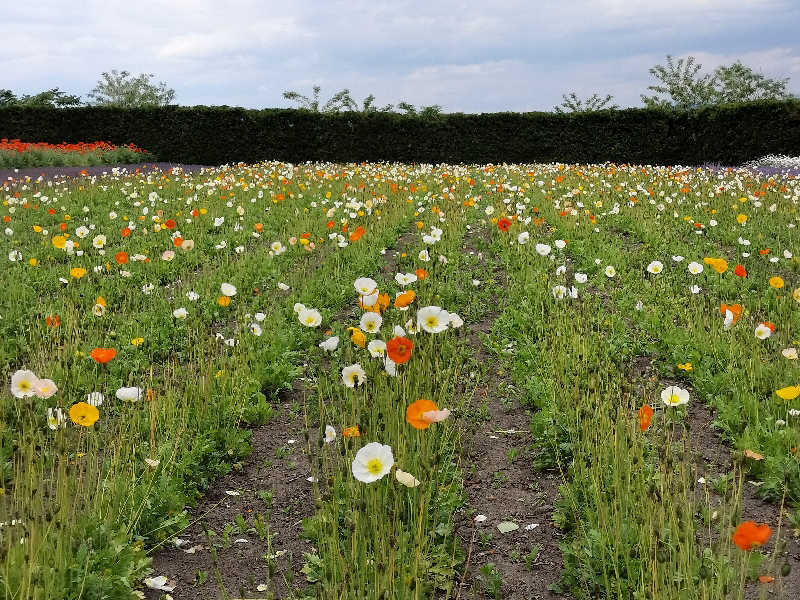 とりとるさんの吹上温泉保養センター 白銀荘のサ活写真