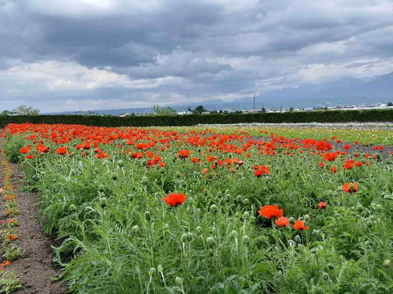 とりとるさんの吹上温泉保養センター 白銀荘のサ活写真