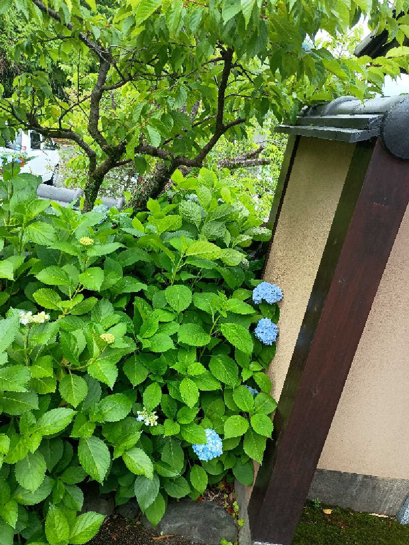 遅れてきたルーキー鹿児島nWoさんの姶良市温泉センターくすの湯のサ活写真