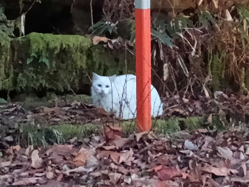 遅れてきたルーキー鹿児島nWoさんの白鳥温泉上湯のサ活写真