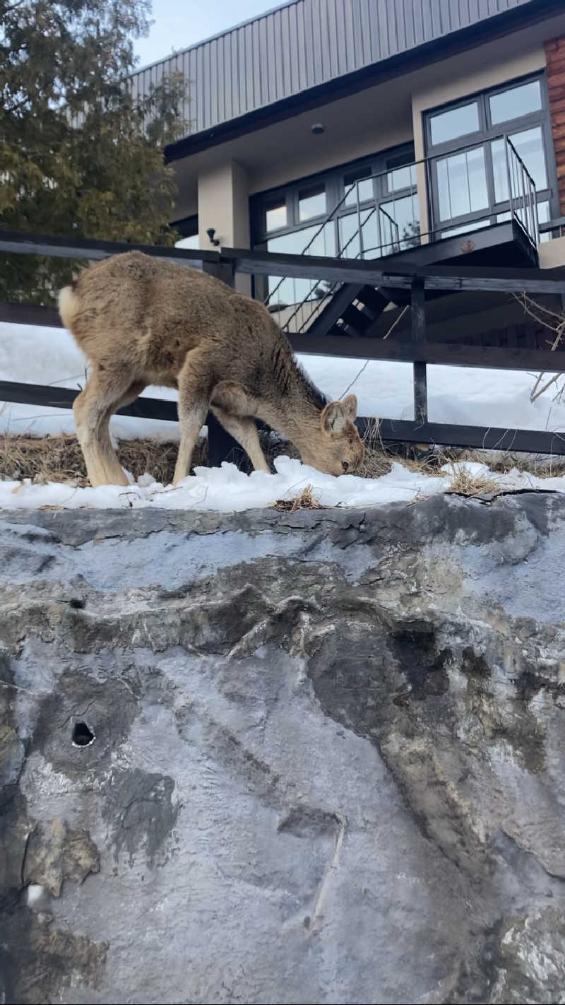 キキさんの定山渓 鹿の湯のサ活写真