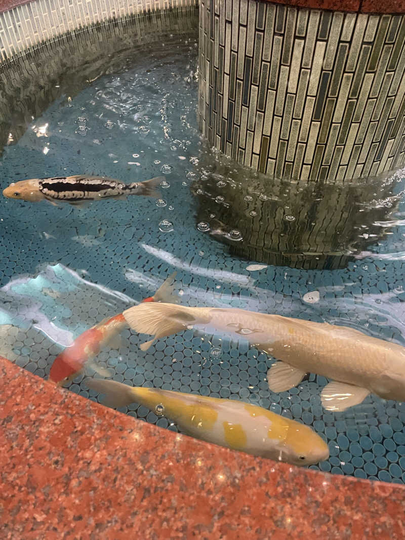 白猫さんの夢の公衆浴場 五色のサ活写真