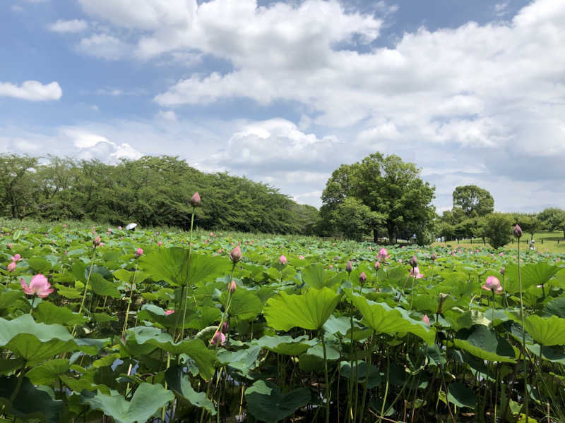 たまさんの行田・湯本天然温泉 茂美の湯のサ活写真