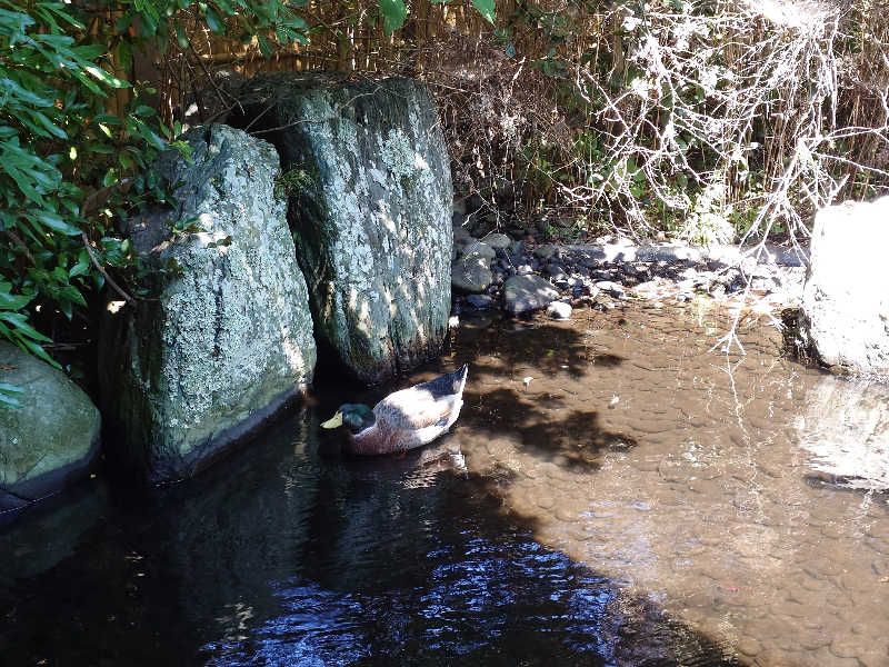 ポンチキさんの遠州 みなみの湯のサ活写真