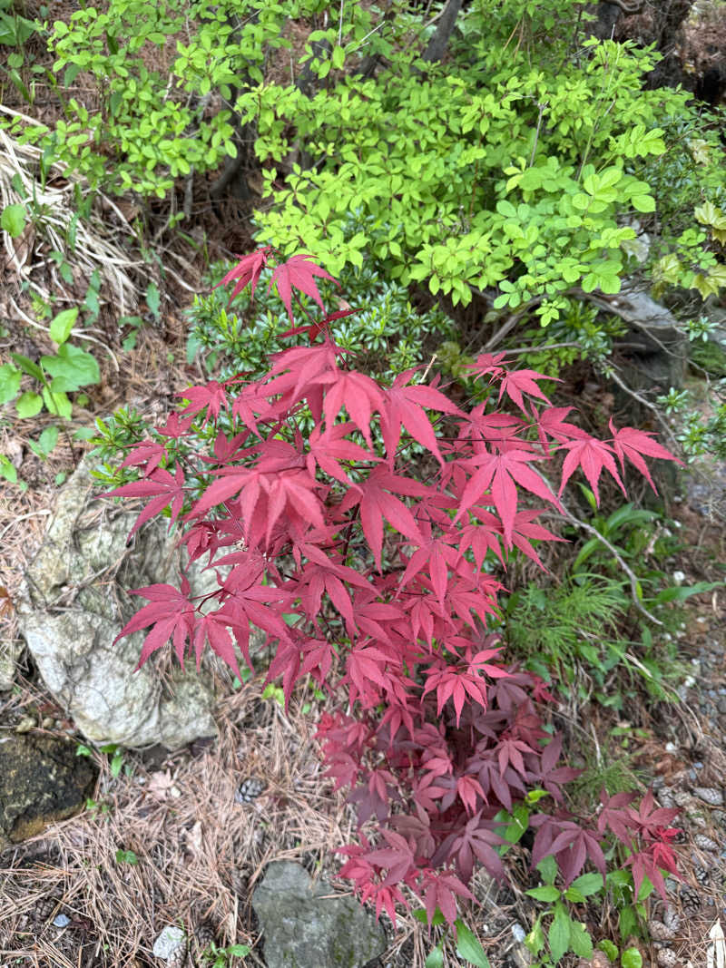 Emi SasayamaさんのMoruran Saunaのサ活写真