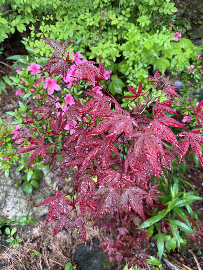 Emi SasayamaさんのMoruran Saunaのサ活写真