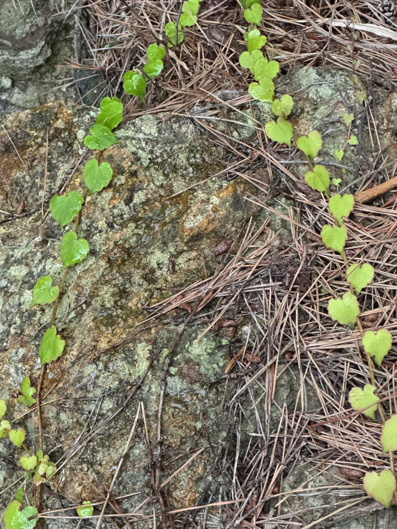 Emi SasayamaさんのMoruran Saunaのサ活写真