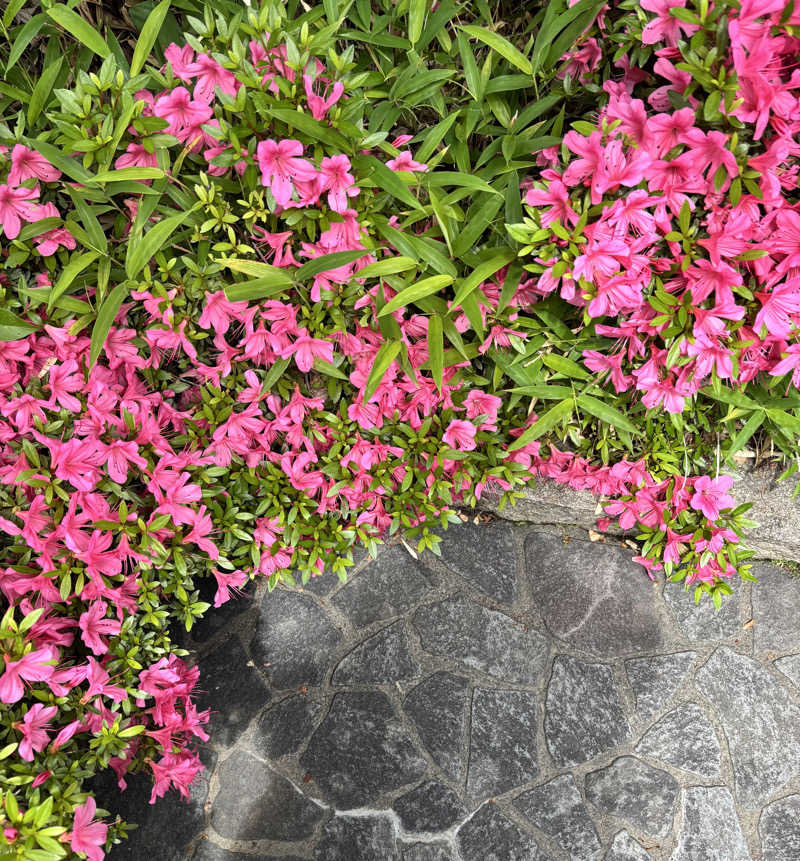 ヒナコさんの林檎の湯屋 おぶ～のサ活写真