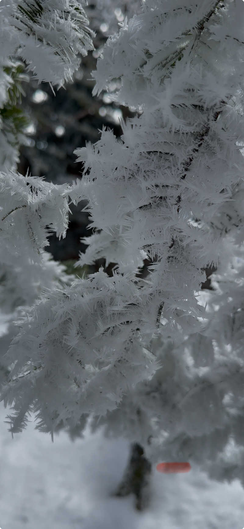 塵塵 a.k.a. DE-Kingさんのつるぎの湯大桜のサ活写真