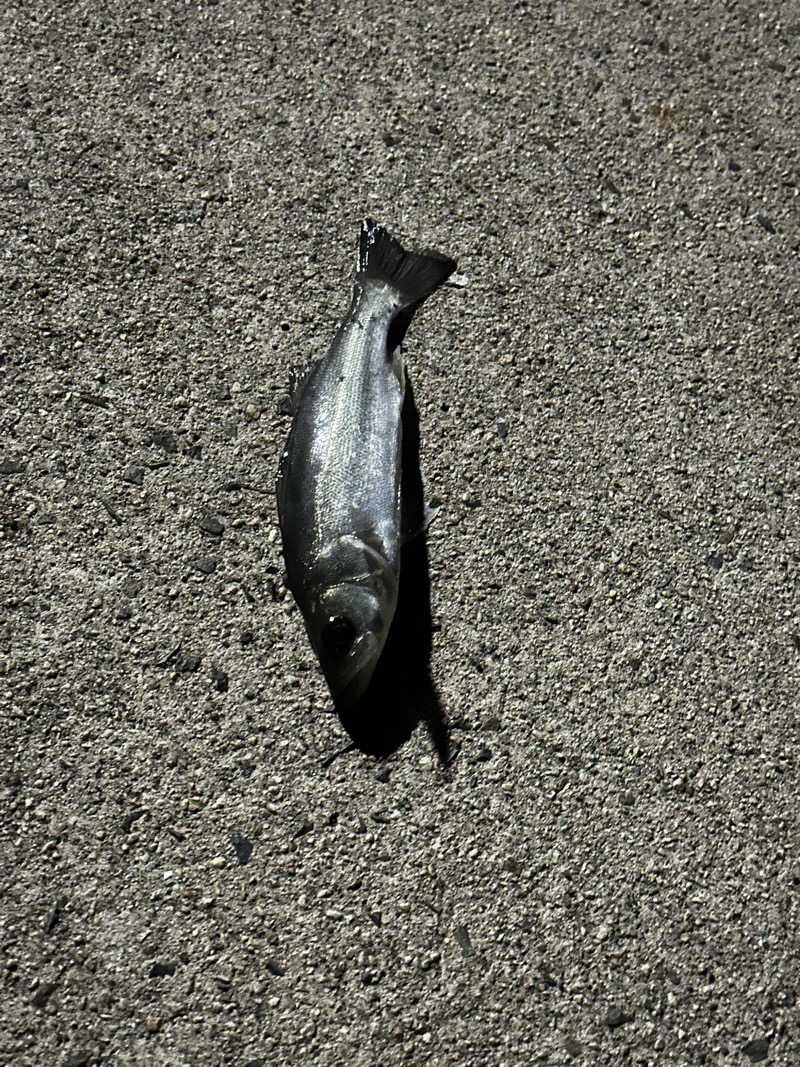 🇯🇵塵塵 a.k.a. DE-King🇯🇵さんのグリーンプラザ小豆島のサ活写真