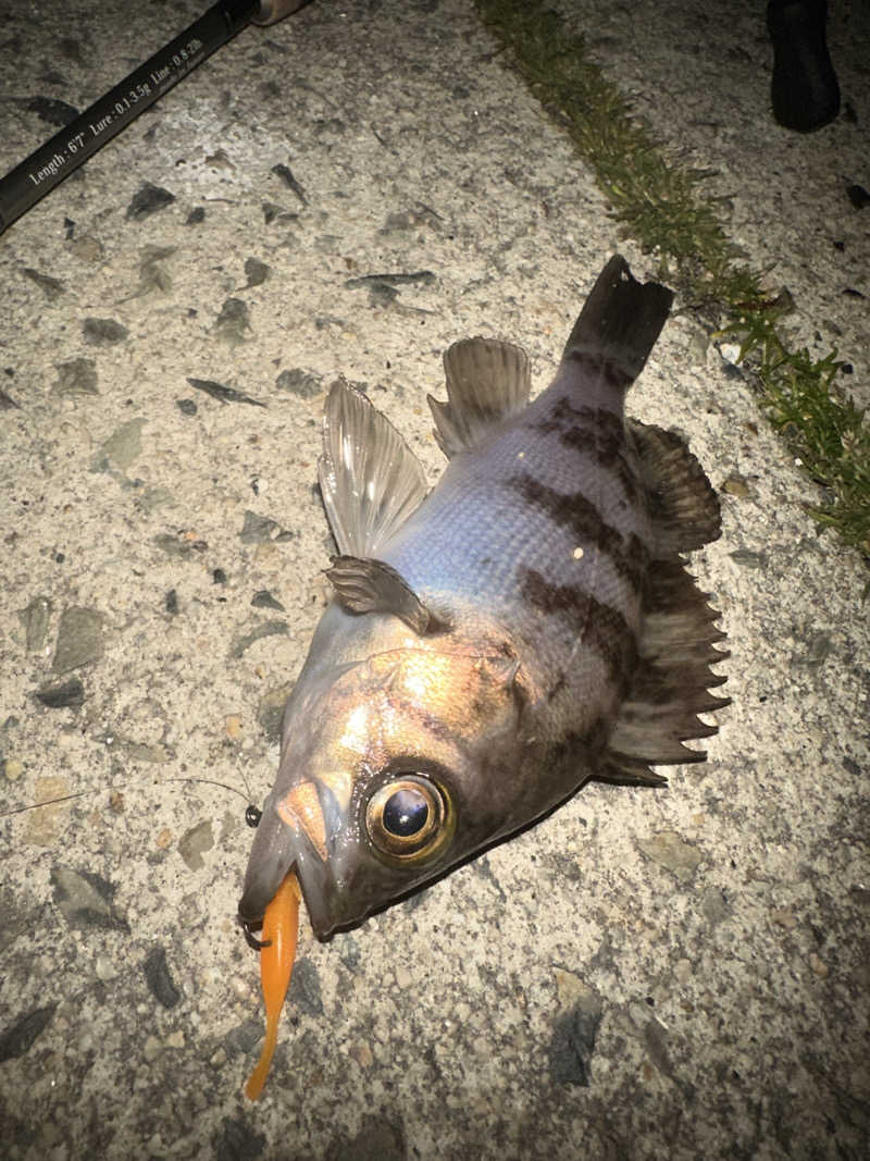 🇯🇵塵塵 a.k.a. DE-King🇯🇵さんのグリーンプラザ小豆島のサ活写真