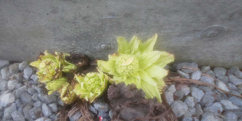 maruさんの金栄湯のサ活写真