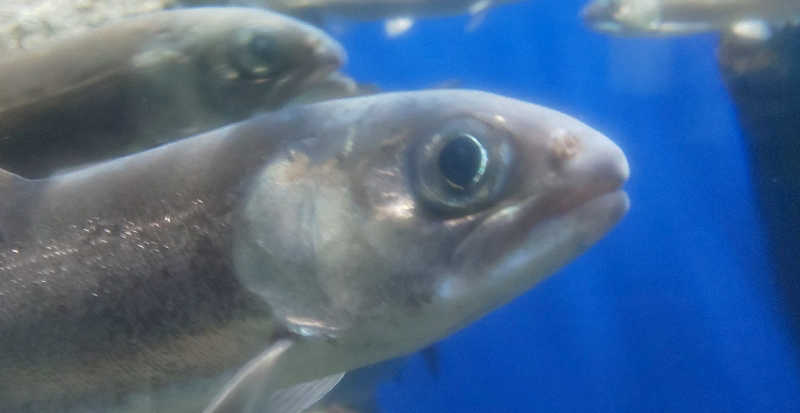 maruさんのあいべつ協和温泉 (湯元 協和温泉)のサ活写真